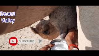 Fresh Camel Milking In Desert || Camel Milking by hand