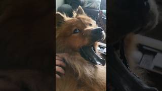 Chowchow gets pets and Pomeranian looks jealous #dogshorts #pets #chowchow #pomeranian #dogs