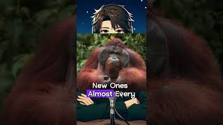 Orangutans Live On Tree #shorts #facts #orangutan #monkey #animals #nature #wildlife #forest #jungle