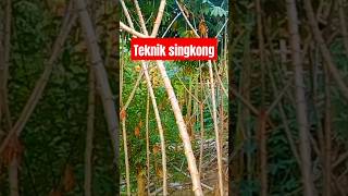 Teknik tanam singkong agar umbinya super #tutorialviral #singkong #singkongsuper #shorts