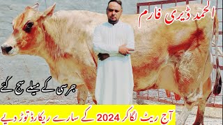 Al Hamd Dairy Farm ||Top Class Jersey Cows For Sale ||Australian Fresian Cows ||Sasta Farmer Cha Gya