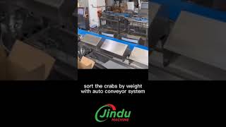 weight checking machine for crab processing factory #weightmachine #gradingmachine  #machine