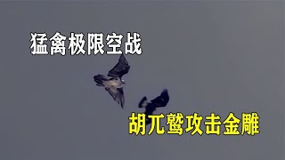 猛禽极限空战，胡兀鹫主动攻击金雕，金雕灵活闪躲与之周旋