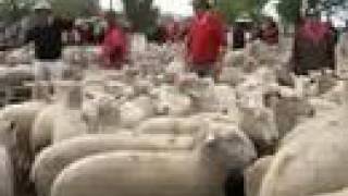 Wycheproof sheep sale survives drying conditions