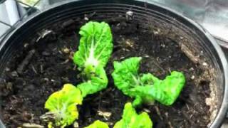 Save money of food replant your bok choy