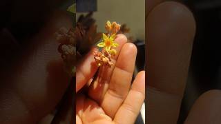 Flowering time of succulent plants#succulent flowers#summer flowering plants#succulents#shorts