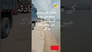 نیشنل ہائی وے پر سندھ میں مورو کے مقام پر حادثہ میں جانور ہلاک ہو گئے۔ #sindh #pakistan #shortvideo