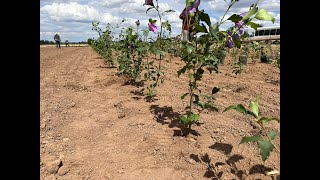 Field Planting Hibiscus