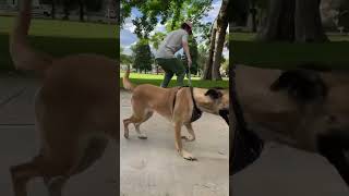 Gf angle of a puppy pull kickflip #skateboarding #dog