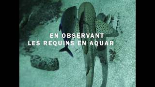 REQUINS incroyables stratégies de reproduction!