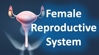 Female Reproductive System for NEET (Biology) | Female reproductive cycle for classes 8, 10 and 12 |