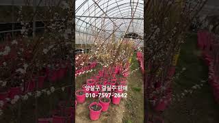 양살구 결실주 판매/네이버 : 일심묘목농원/ 010-7597-2642