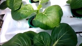 Hydroponics store near me