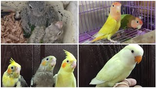 Purchased 1 Lovebird Pair | Handfeeding Babies of Cockatiels, Lovebirds and Conure | All About Pets