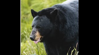 Bear Attacks Colorado Shepherd And Kills Flock