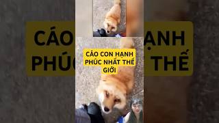 Cáo con và chú Mèo #funny #animals hạnh phúc nhất thế giới