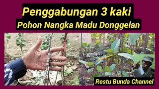 Penggabungan 3 kaki Pohon Nangka Madu Donggelan  #KebunBuah #alamseru