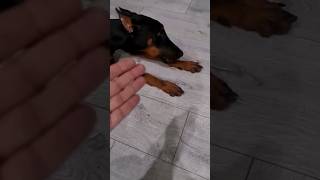 Doberman vs Kapı ( Sinir Krizi İçerir ) #shorts