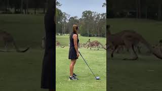 Kangaroo's on the golf course ⛳ 🦘 #kangaroo #golf #youtubeshorts #ytshorts