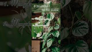 Manfaat Daun Sirih untuk kesehatan #shorts