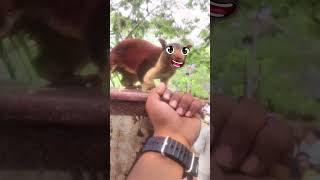 How to Feed a Big🙀|Red Squirrel| 🐿️ #shorts