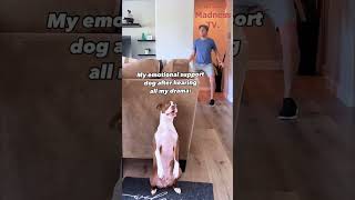 Funny Animals Videos 🤣 | Ep. 485 #shorts #viral #funny