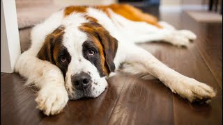 Finally biggest boon to animal lovers! A robot vacuum with AI that can sniff out(and avoid) dog poop