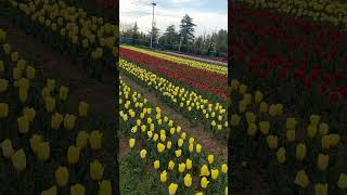 Srinagar tulip festival 2023#shortsvideo #shorts