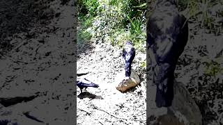 Two crows talk #shorts #short #crow #backyard #trailcam #language