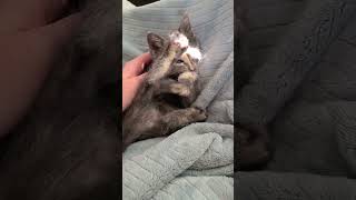 Adorable Kitten Licks Her Paw and Plays With Sunlight