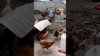 Pure Kienyeji chicken feeding on grains.