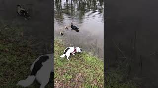 Dog vs Duck.