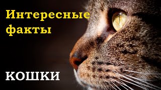 Кошки и котики. Факты о кошках которые вы не знали. Интересное видео о кошках