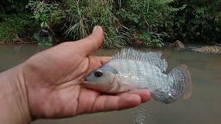 Spot ini dihuni banyak ikan nila mantap.!!