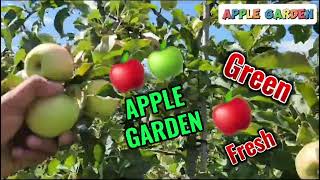 Apple Garden In  America // 2023 // #viral  #fruits #sylhetivlog