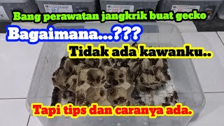 TIPS MERAWAT JANGKRIK,UNTUK MAKANAN LEOPARD GECKO.