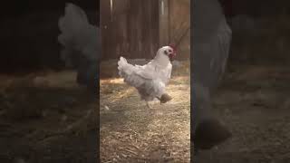 الدجاج الابيض بق بق بقيق 🐓🐔 😂😂