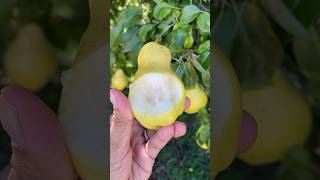 Fresh Pears  #pears #farming #endofsummer #fruits #organicplants #fruittrees