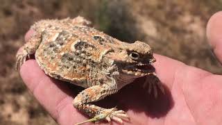 Orange Horned Lizard (Horny Toad￼)