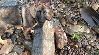 Panning for gold on the Turon with my new puppy