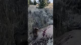 Elk Down 🏹 #fueledbynature #archery #hunting