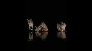 Lions drinking water in night | Family of Lion