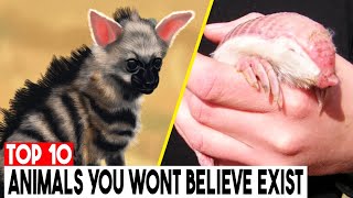 Top 10 Animals You  Won't Believe Exist