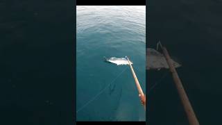 Mancing Tonda Ikan Tenggiri, Umpan Hidup #shortsvideo #shortsfeed