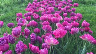 Beyond Baroque™ Tulip Blend | Bulbs in Bloom