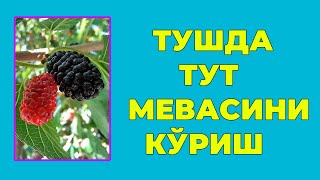 Туш табири - Тушда Тут мевасини куриш