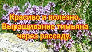 Красиво и полезно  Выращивание тимьяна через рассаду