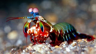 Mantis Shrimp: The Underwater Assassin