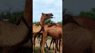 Guys do you know why Camel eats bones?? Write your answer in comment #camels #animals #wildlife