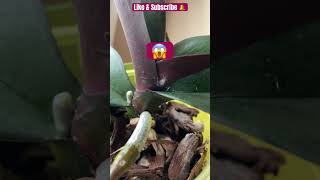 ✅Horrible Cochinilla Algodonosa😩🫣😡#shorts#phalaenopsisorchid#problems#mealybugs#pest#viralvideo